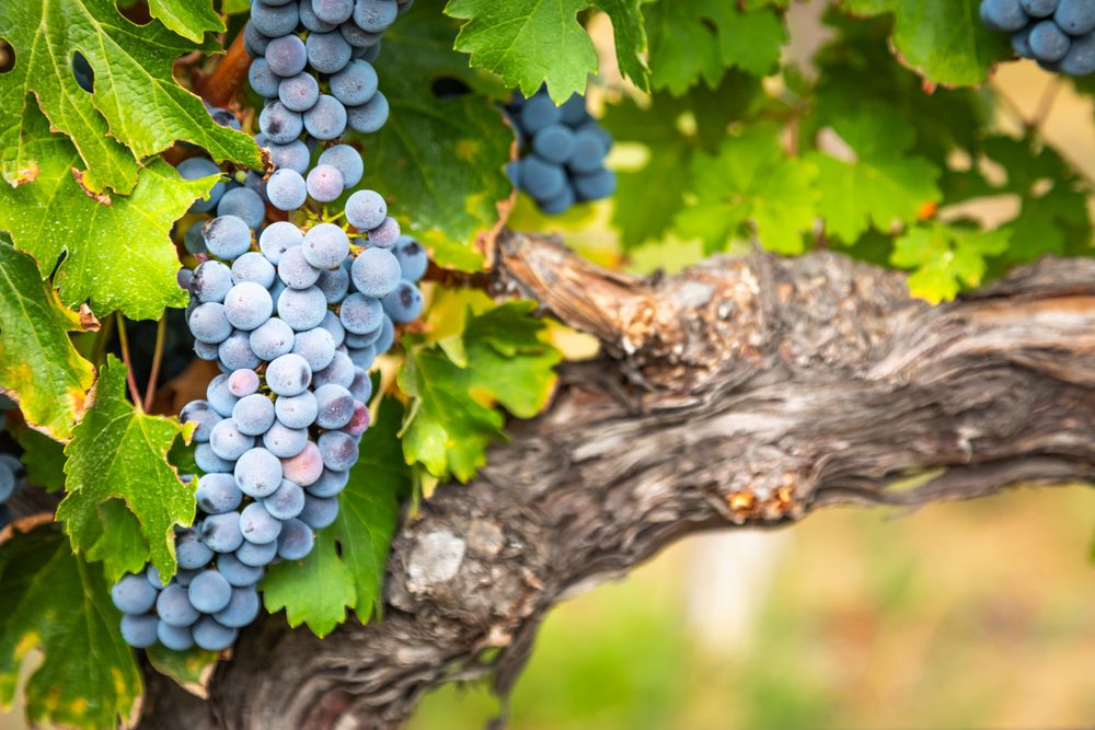 Lush Wine Grapes Clusters Hanging On The Vine