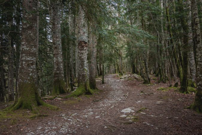 Narrow path in conifer forest