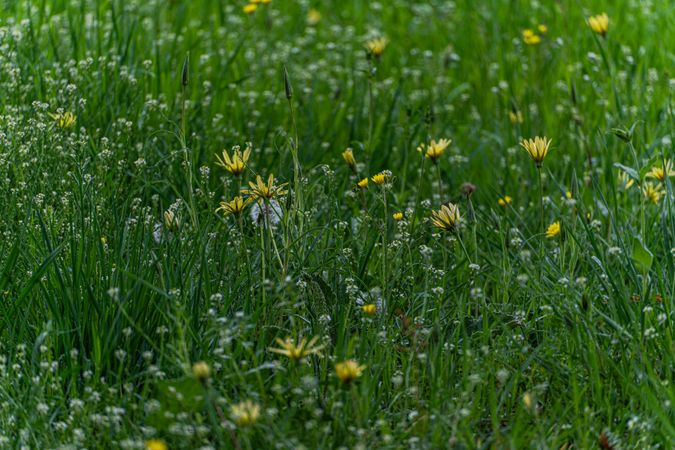 Seasonal spring meadow with fresh grass