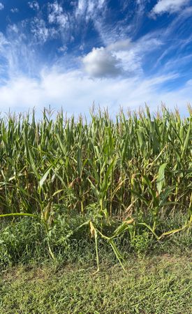 Panoramic view of corn field and sky