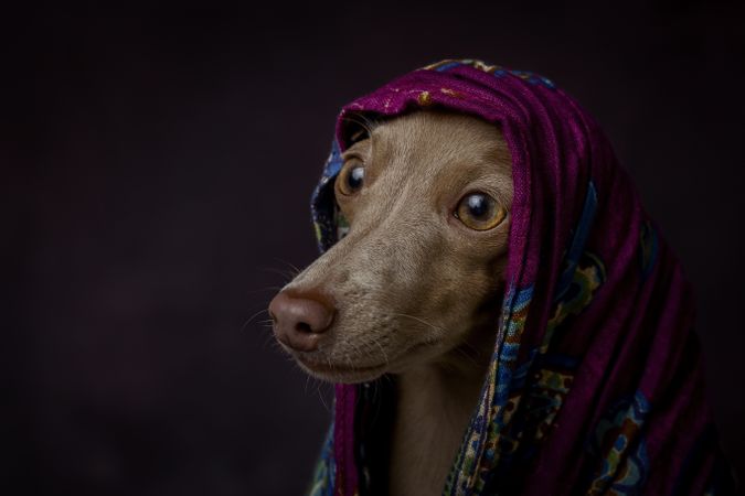 Italian Greyhound dog with scarf