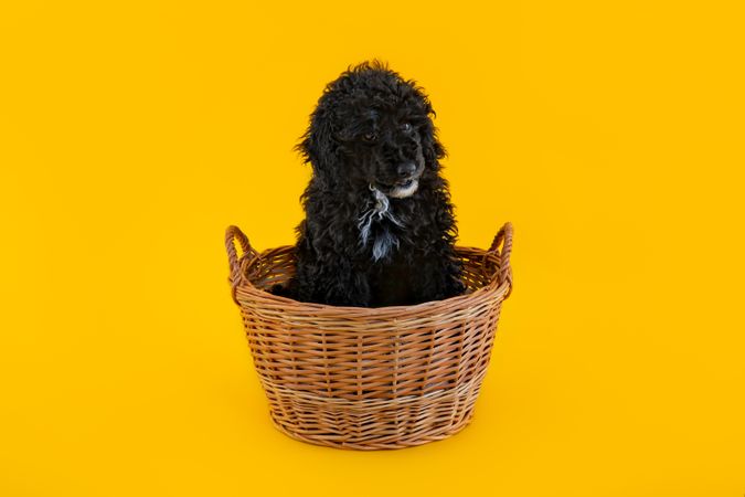 Cute dog sitting in basket