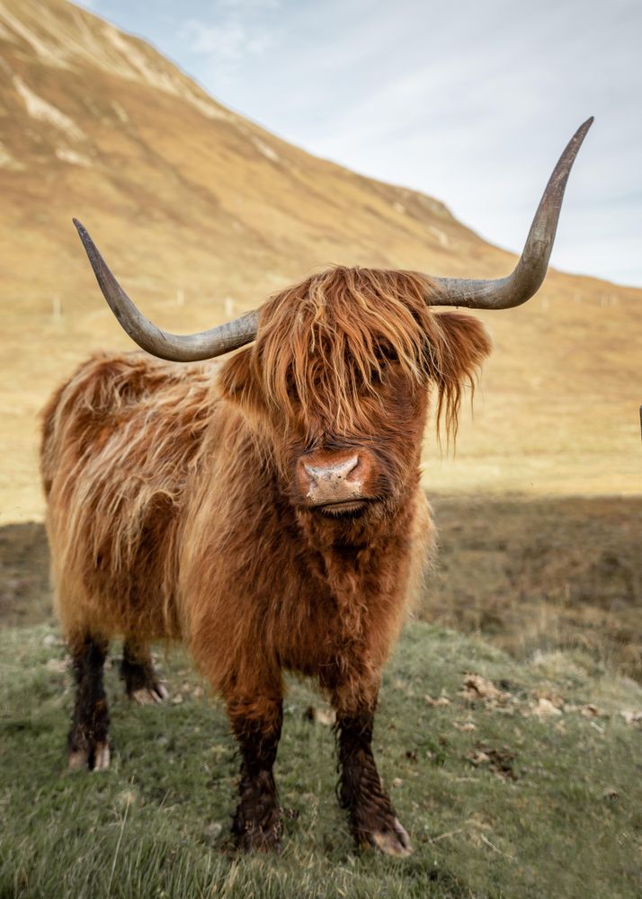 Brown highland cow on green grass field