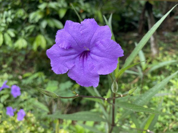 Ruellia tuberosa flower in the garden