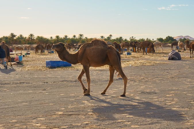 Herd of many camels on land