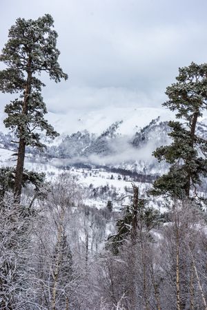 Forest covered with snow in Caucasus mountain
