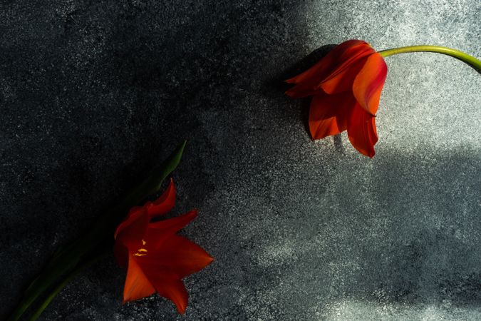 Two orange tulip flowers on concrete background