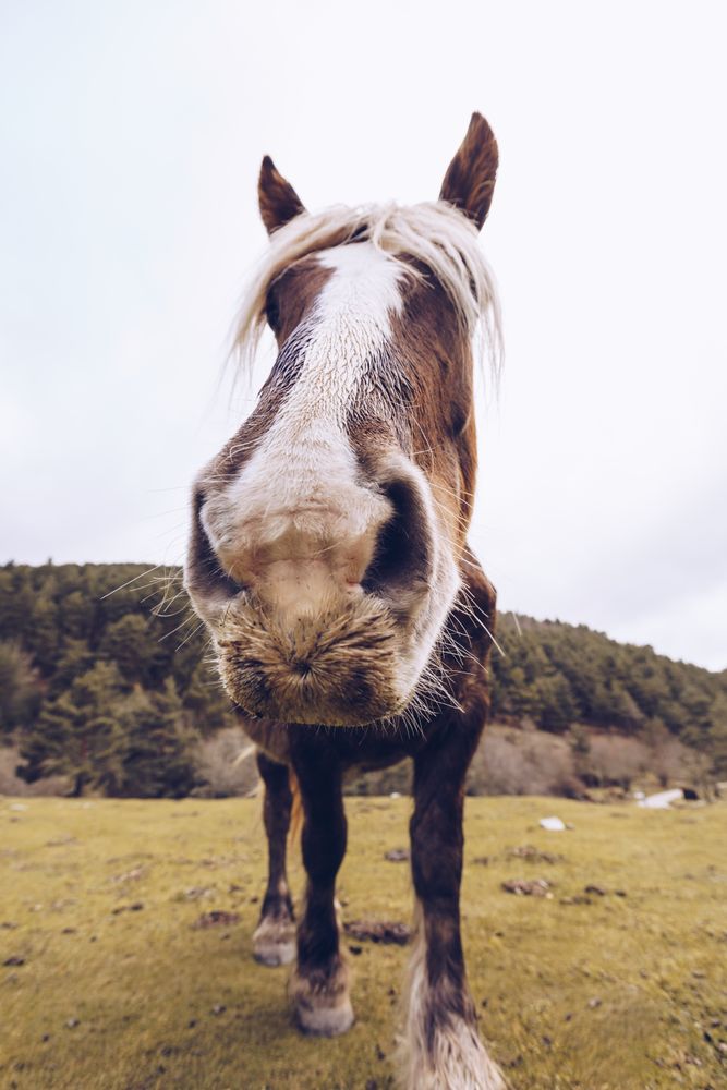 Close-up view of peaceful horse by forest