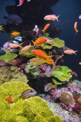 Shoal of exotic fish swimming in pure water