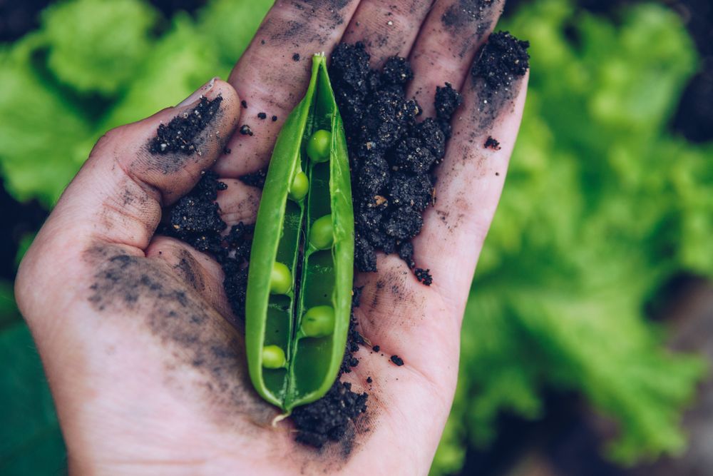 Person holding green bean
