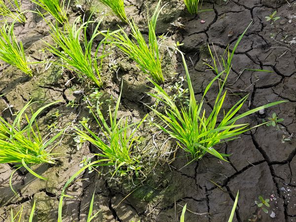 Young Rice Plants on Dry Cracked Soil in Drought Conditions