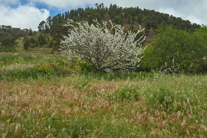 Blooming tree and flowers