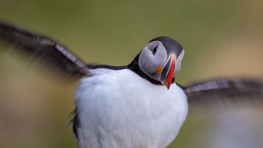 Atlantic puffin about to fly in close up