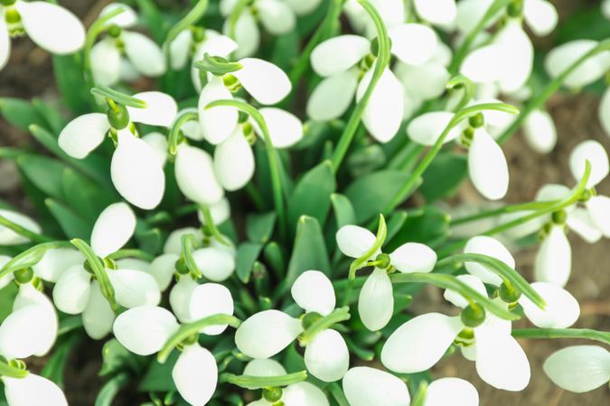 Beautiful spring snowdrop flowers (Galanthus nivalis), top view