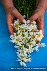Hands holding daisy flowers on colorful blue background bGR2zB