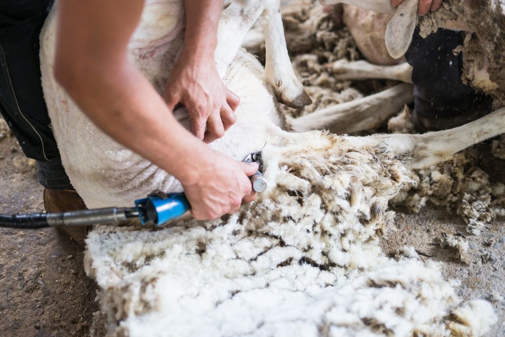 Crop man shearing sheep in barn