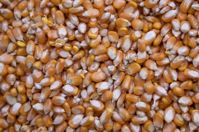 Close-up focus organic corn seed pattern texture Can be used as a background wallpaper