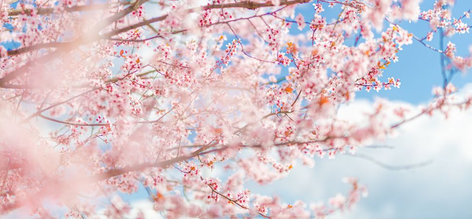 Wide shot of pink cherry blossom tree against a blue sky with clouds