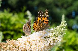 Yellow butterfly perched on light flower