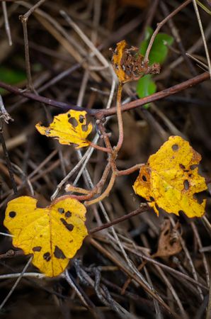 hollow yellow leaves