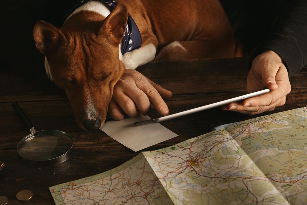 Curious basenji dog sleeps on knees with head on table
