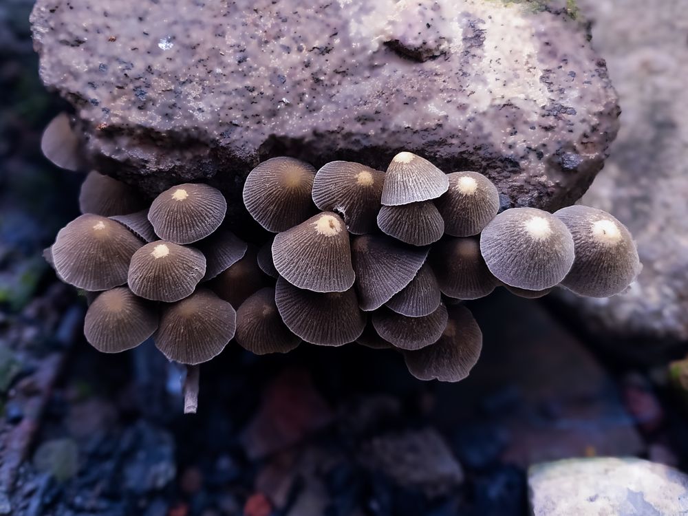Mushroom in stone