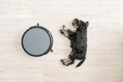Dog sleeping near round robotic vacuum cleaner on floor