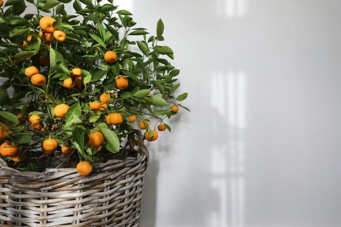 Summer botany still life, banner