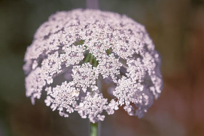 Tightly packed Queen Anne’s lace flowers