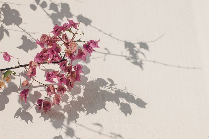 Closeup of blooming pink Bouganvillea glabra flowers with shadows