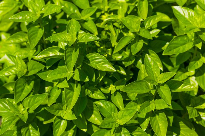 Organic Raw Green Basil Leaves on a Plant