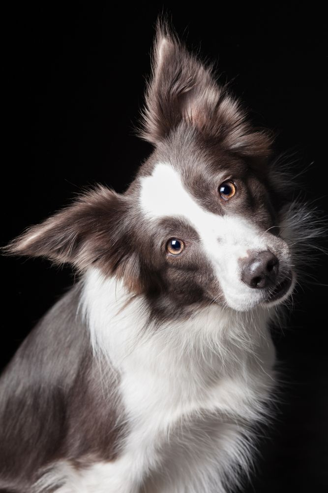 Amazing dog staring at camera