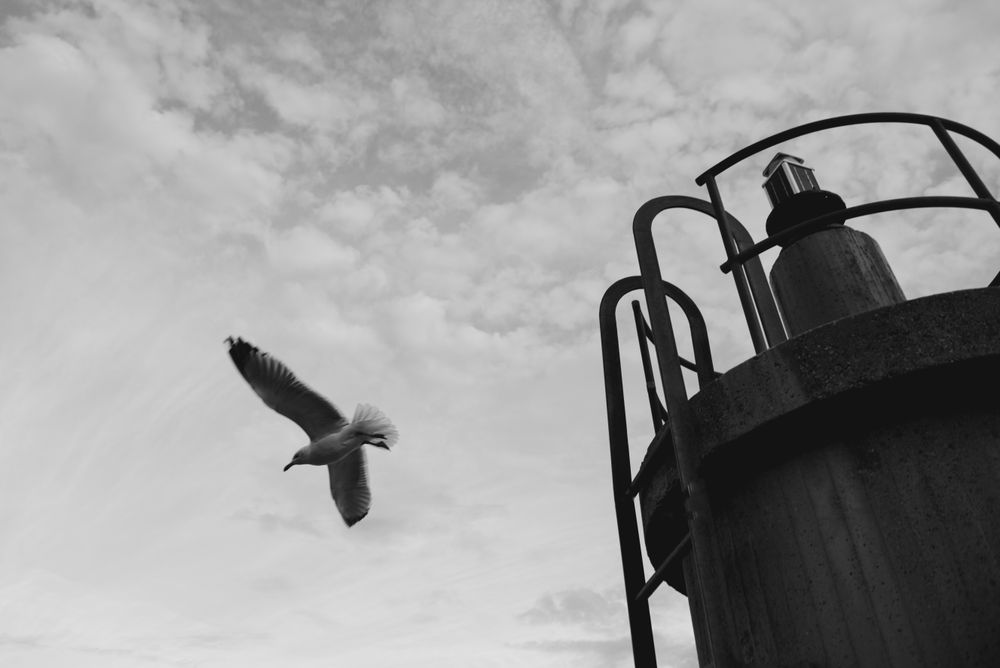 Seagull flying near lighthouse