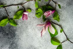 Floral frame with delicate spring magnolia blooming