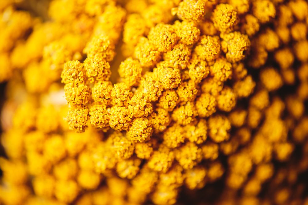 Blooming yellow mimosa in closeup with blurred background