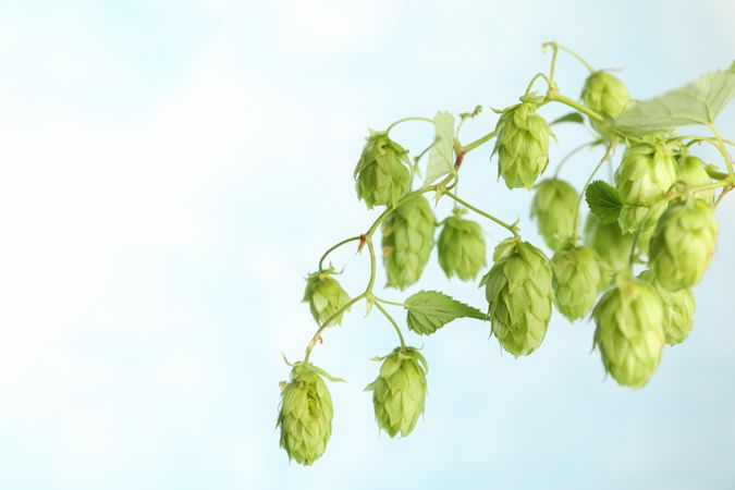 Branch of fresh hop on color background, space for text