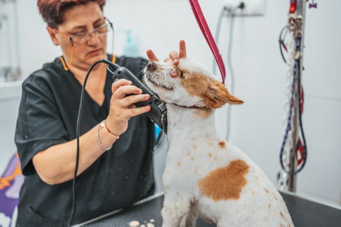 woman trimming fur dog with electric shaver on table in grooming salon