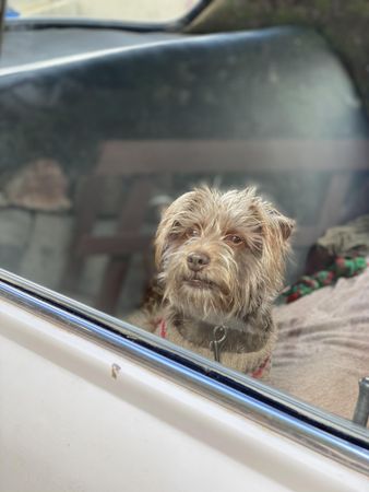 Blonde terrier dog looking out window of car