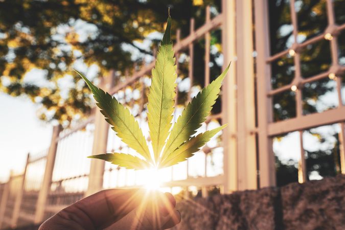 Marijuana leaf with sunflare