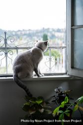 Calm cat sitting on windowsill looking out bxvDy5