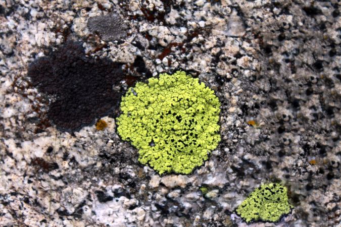 Close up of green growth on rock