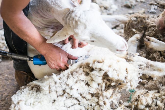 Crop man shearing sheep in barn