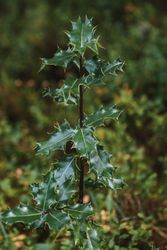 Green plant with ornamental leaves in forest