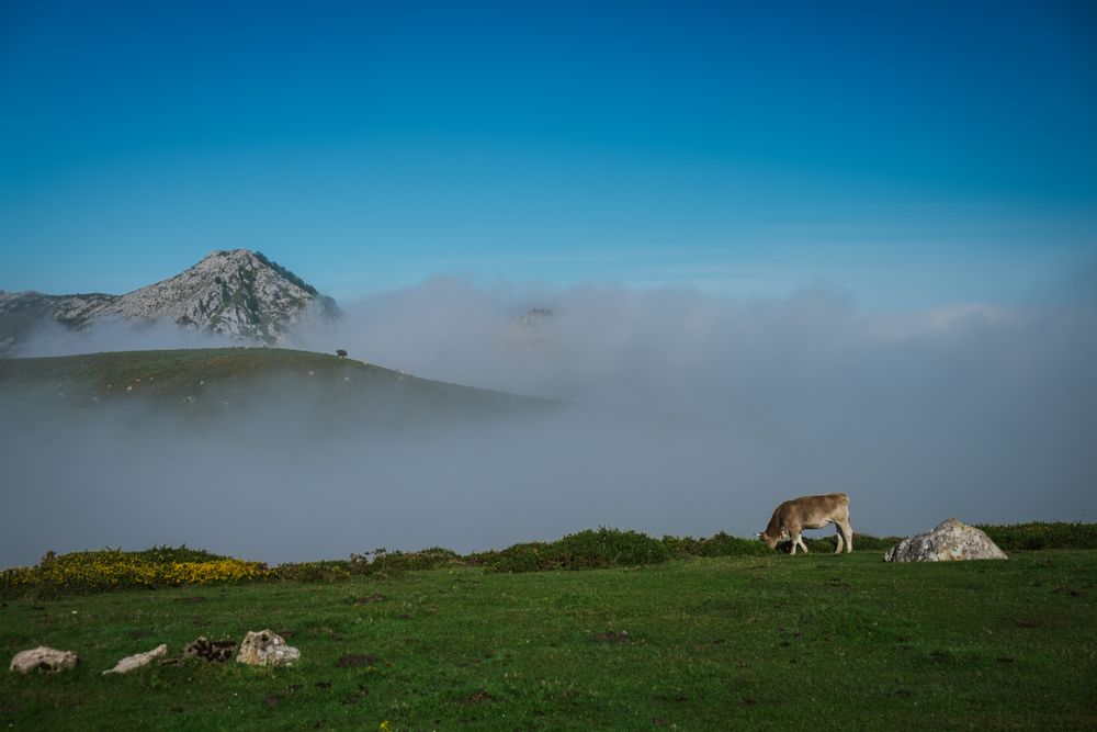 Cattle in green meadow during foggy sunny weather