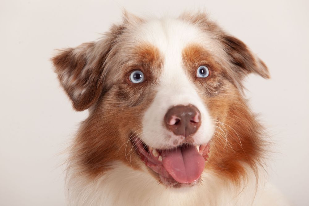 Portrait of a light brown Australian shepherd with blue eyes