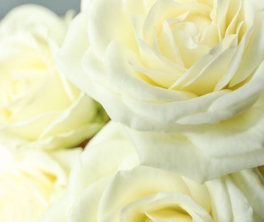 Beautiful fresh roses as background, closeup