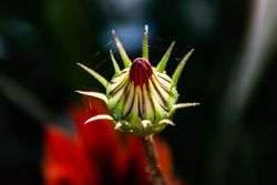 Green bud about to become a red flower