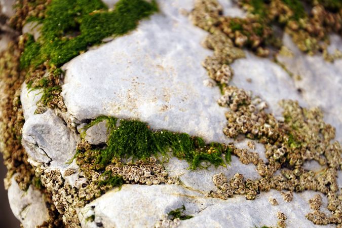 Closeup of green fluffy moss on stone