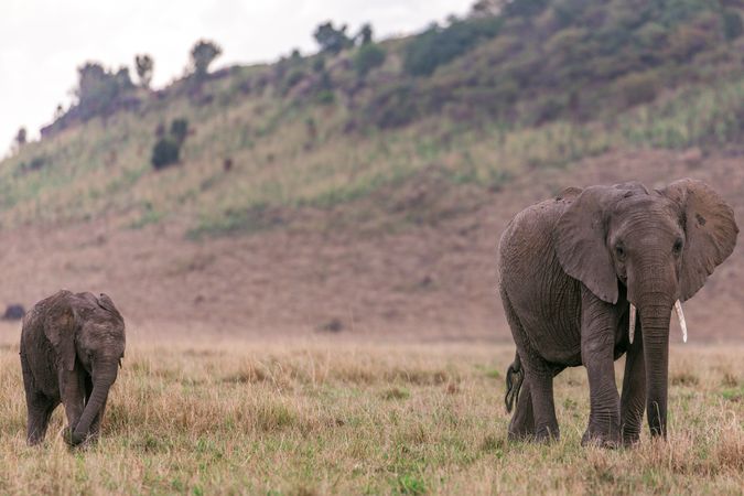 Elephant and calf walking on grass field