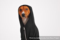 Portrait of dog with hood up 4M2JEb